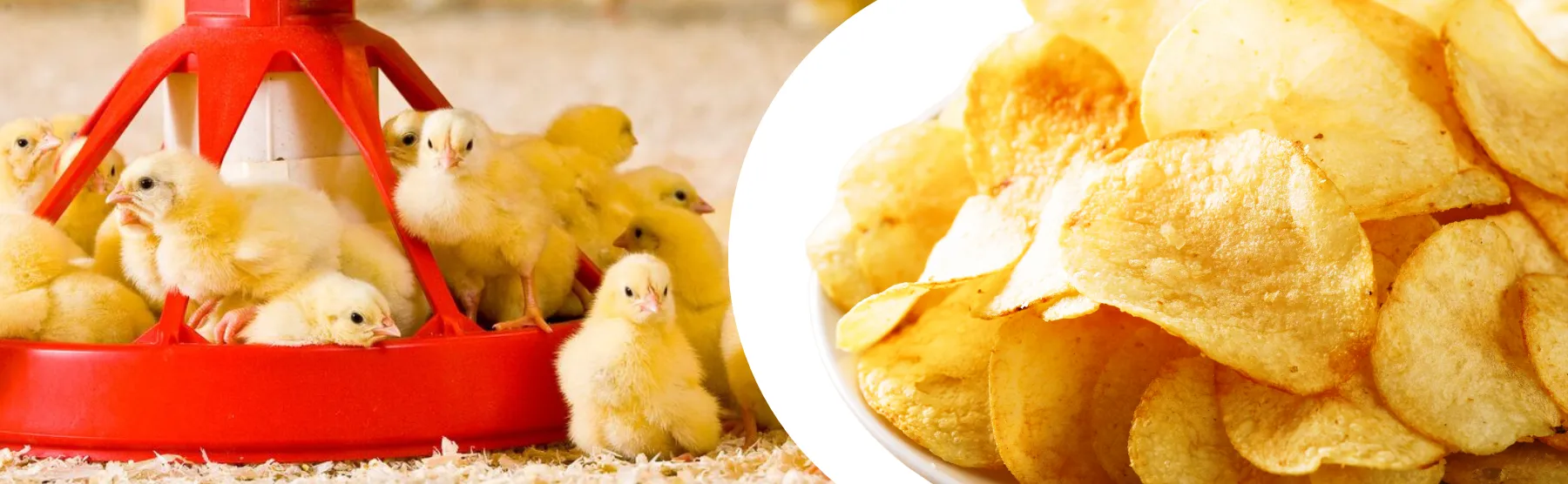 Header chips en kippenvoer - ForFarmers Nederland