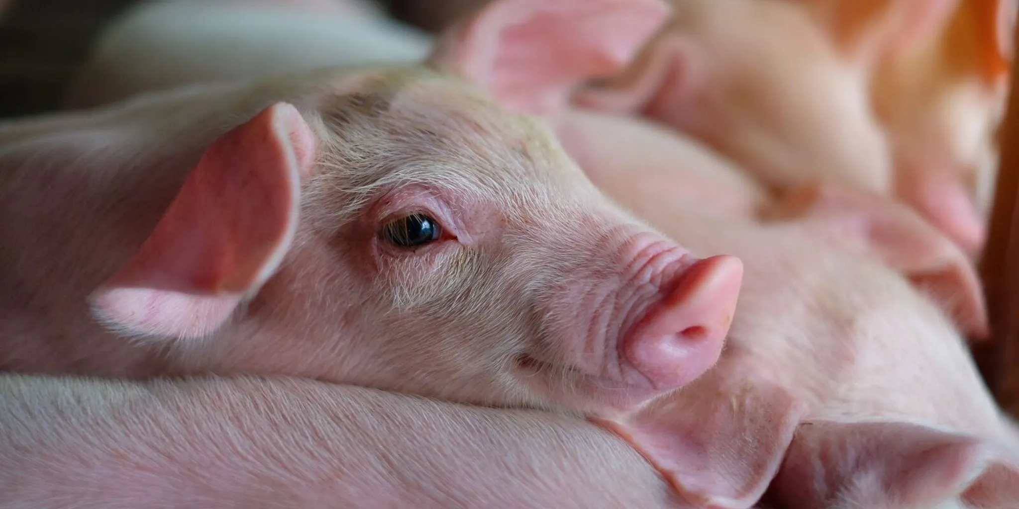 Biggen header - ForFarmers Nederland