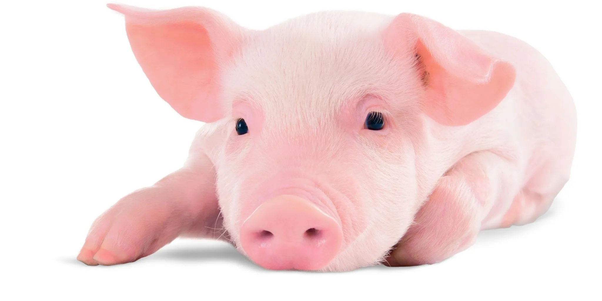Jong biggetje vrijstaand Header news - ForFarmers Nederland