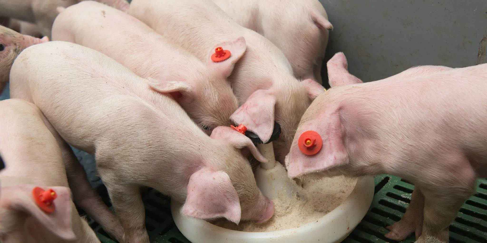 Biggen voeropname voor spenen Header news - ForFarmers Nederland
