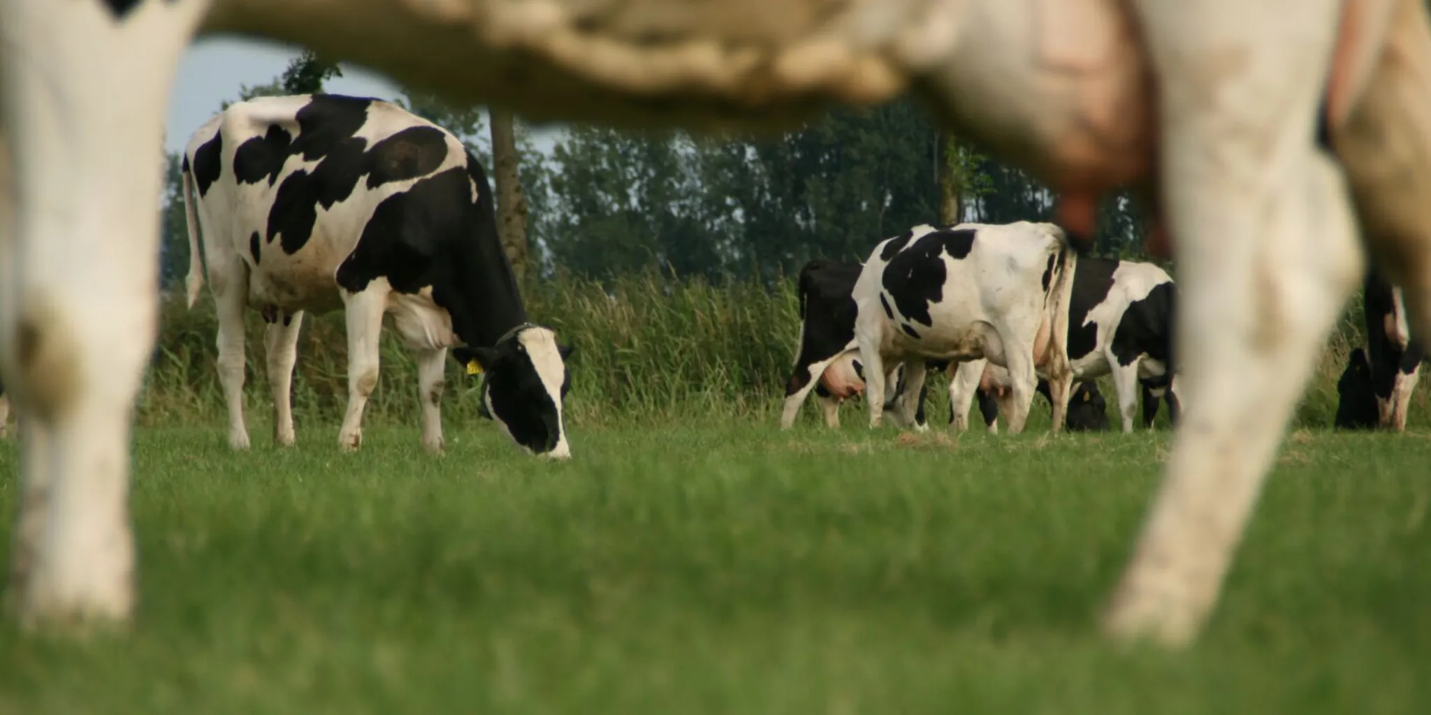 Header jouw melkvee - ForFarmers Nederland