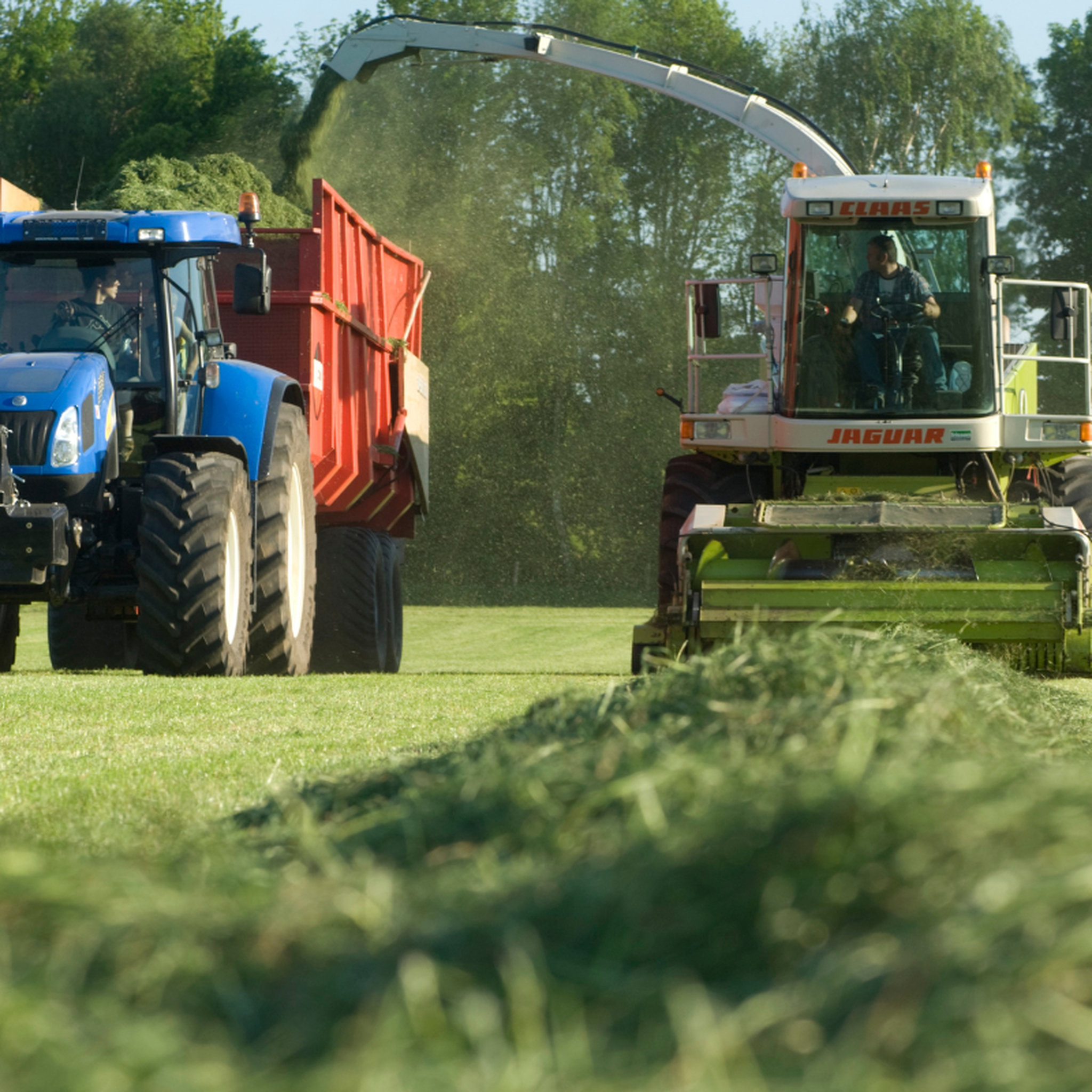Gras hakselen 800 800