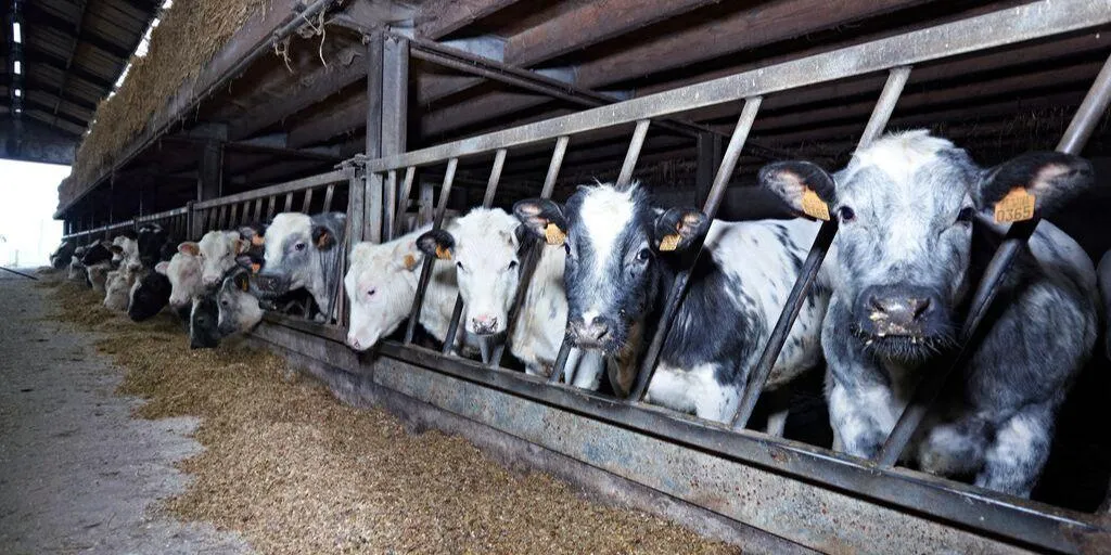 Kruislingvaarzen Onze aanpak - ForFarmers Nederland