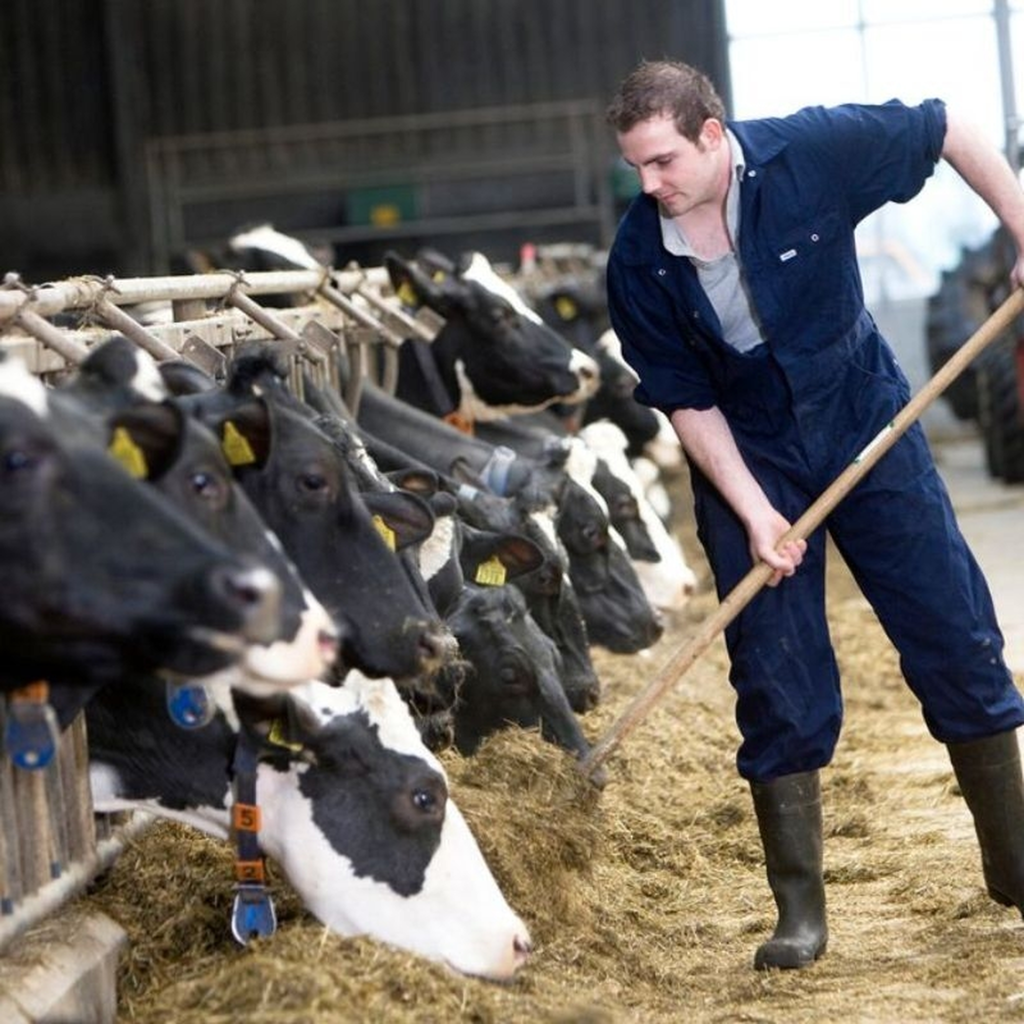 Melkkoeien voerhek boer 800x800