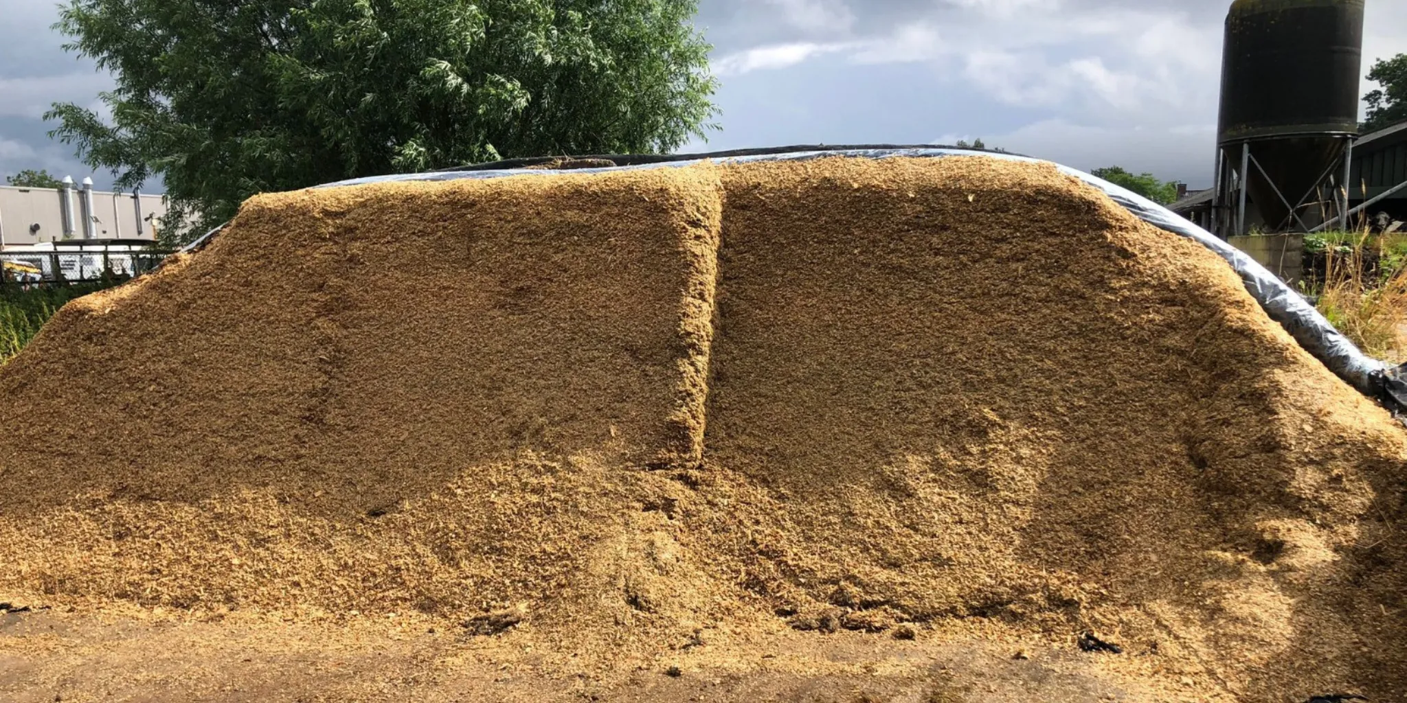 Maiskuil header news - ForFarmers Nederland